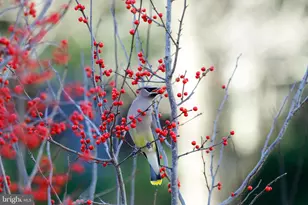 13132 Thornapple Pl, Herndon, VA 20171 - Photo 62