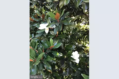 1239 Daleview Drive, McLean, VA 22102 - Photo 8