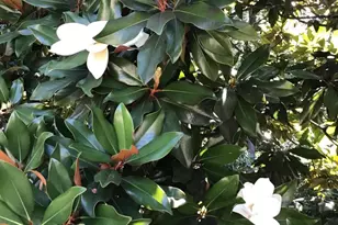 1239 Daleview Dr, McLean, VA 22102 - Photo 8