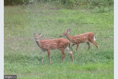 307 Larkspur, Ruckersville, VA 22968 - Photo 68