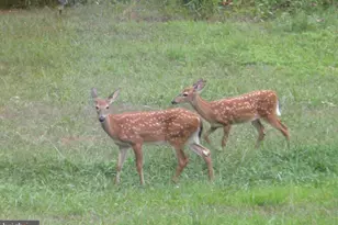 307 Larkspur, Ruckersville, VA 22968 - Photo 68