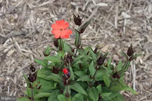 1185 Belle Meade Rd, Bumpass, VA 23024 - Photo 114