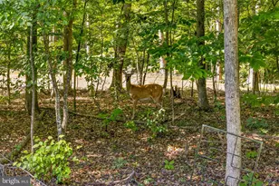 90 Holly Ct, Mineral, VA 23117 - Photo 64