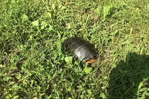 22247 Watson Rd, Leesburg, VA 20175 - Photo 54