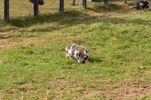 19937 Evergreen Mills Rd, Leesburg, VA 20175 - Photo 88