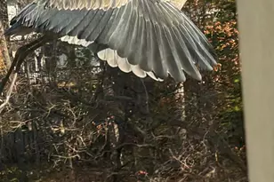 47501 Sharpskin Island Square, Sterling, VA 20165 - Photo 6