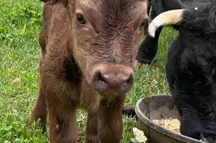 22887 Hopeful Ln, Middleburg, VA 20117 - Photo 20