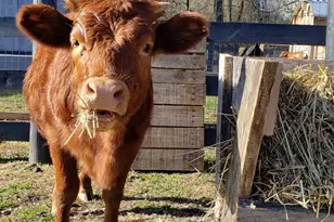 22887 Hopeful Ln, Middleburg, VA 20117 - Photo 18