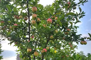 42134 Autumn Rain Circle, Brambleton, VA 20148 - Photo 52