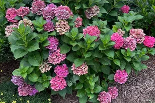 604 Elliot Dr, Purcellville, VA 20132 - Photo 60