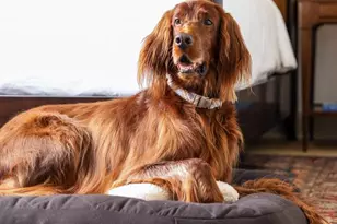 212 King Street S, Leesburg, VA 20175 - Photo 10