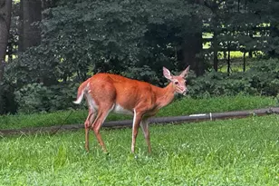 22247 Watson Rd, Leesburg, VA 20175 - Photo 52