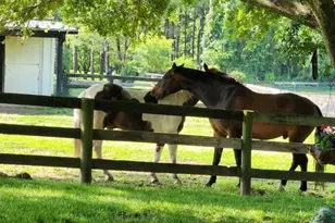 19255 Telegraph Springs Rd, Purcellville, VA 20132 - Photo 90