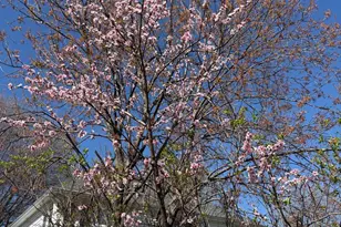 105 Whitney Pl NE, Leesburg, VA 20176 - Photo 52