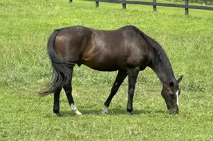 36181 Foxlore Farm Ln, Round Hill, VA 20141 - Photo 88