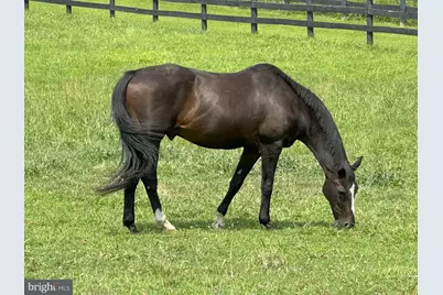 36181 Foxlore Farm Lane, Round Hill, VA 20141 - Photo 88