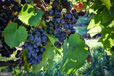 1025 Good Luck Road, Kilmarnock, VA 22482 - Photo 30