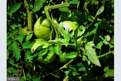 33 E Circle Road, Madison, VA 22727 - Photo 20