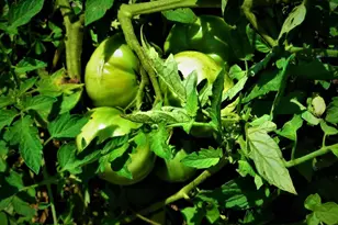 33 E Circle Rd, Madison, VA 22727 - Photo 20