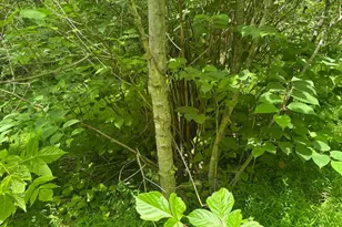 Tbd Mount Pisgah Church Dr, Orange, VA 22960 - Photo 14