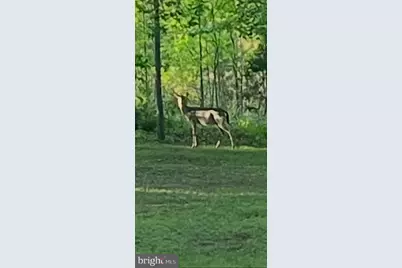 804 Buggy, Rochelle, VA 22738 - Photo 44