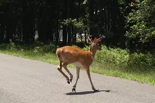 A279 Sunrise Dr, Jim Thorpe, PA 18229 - Photo 1