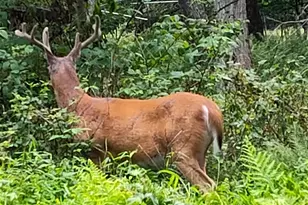 96 Rim Rd, East Stroudsburg, PA 18302 - Photo 1