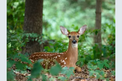  Lot 46 Pocono Mountain Lake Dr Drive, Bushkill, PA 18324 - Photo 1