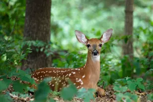 Lot 46 Pocono Mountain Lake Dr Dr, Bushkill, PA 18324 - Photo 1