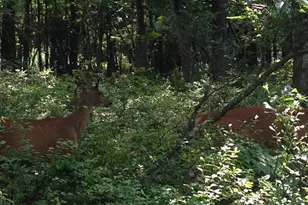 212E Mountain Rd 212, Albrightsville, PA 18210 - Photo 1