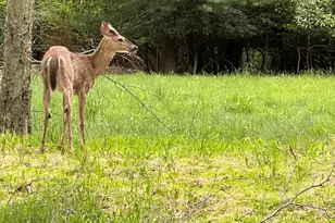 115 Alpine Ct, Pocono Pines, PA 18350 - Photo 32