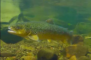 2148 Laurel Rd, Buck Hill Falls, PA 18323 - Photo 58