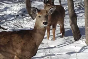 6003 Scenic Dr, Albrightsville, PA 18210 - Photo 8