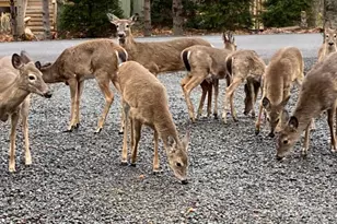 1769 Stag Run, Pocono Lake, PA 18347 - Photo 50