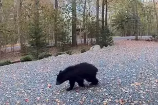 1769 Stag Run, Pocono Lake, PA 18347 - Photo 48