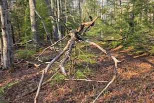 Snowy Ridge, Jim Thorpe, PA 18229 - Photo 18