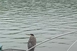 32 Shore Dr, Tunkhannock, PA 18657 - Photo 26