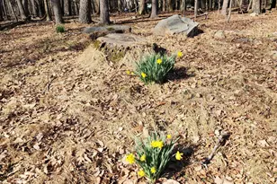 5239 Birchwood Dr, Tannersville, PA 18372 - Photo 14