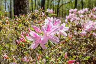 3593 Silver Bluff Rd, Aiken, SC 29803 - Photo 6