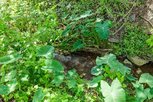 3924 Old Trail Rd, Augusta, GA 30907 - Photo 28