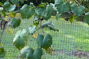 1987 Crook Rd Rd, Lincolnton, GA 30817 - Photo 38