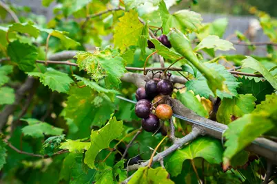 2686 New Hope Circle, Hephzibah, GA 30815 - Photo 64