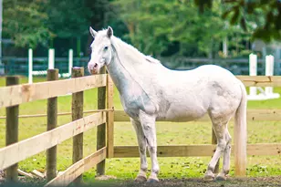 4031 Shy Boy Cv, Aiken, SC 29803 - Photo 14