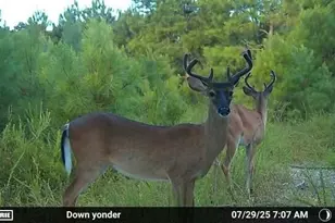 2427 Wire Rd, Aiken, SC 29805 - Photo 34