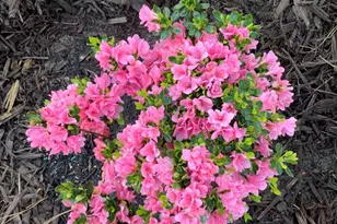 1729 Oak Dr, Augusta, GA 30904 - Photo 6