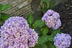 5049 Deer Trail Dr, Hephzibah, GA 30815 - Photo 36