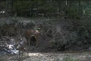 4676 Oakley Pirkle Rd, Martinez, GA 30907 - Photo 38