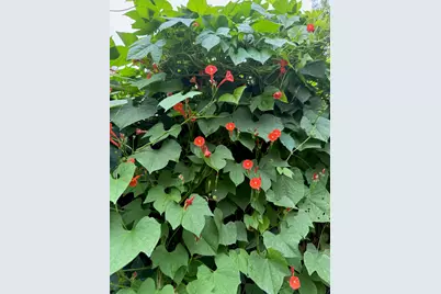 228 Greene Street, Augusta, GA 30901 - Photo 2