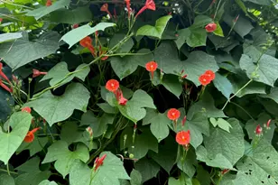 228 Greene St, Augusta, GA 30901 - Photo 2