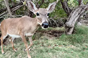 3746 Park Ave, Big Pine, FL 33043 - Photo 52